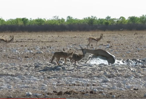 CLIP: Linh dương chết thảm khi chạm mặt chó rừng