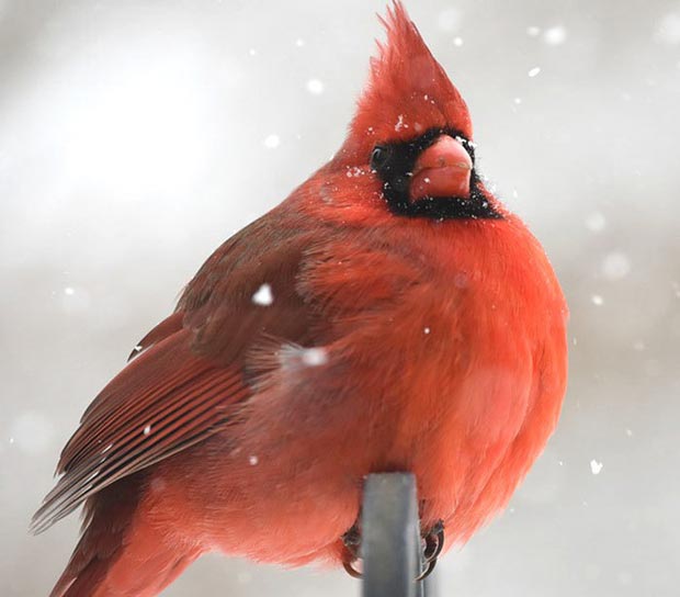 Những loài chim có màn dậy thì thành công nhất mọi thời đại: Lúc bé xâu xấu, lớn lên lại đẹp thấu trời xanh