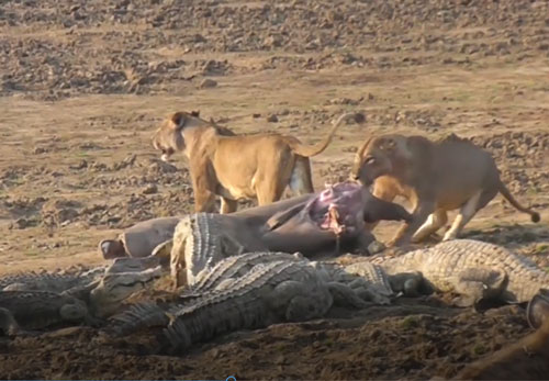 CLIP: Sư tử và cá sấu giành nhau xác hà mã
