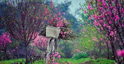 Du xuân 3 miền: Trải nghiệm nét đẹp đặc trưng Tết Bắc - Trung - Nam