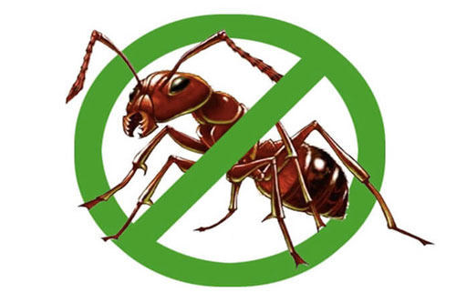 CLIP: Những cách tốt nhất để loại bỏ kiến trong ngôi nhà của bạn