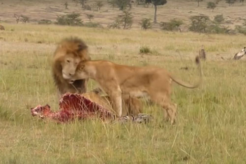 Sư tử đực ra tay, đoạt bữa ăn của linh cẩu cho ‘dàn hậu cung’