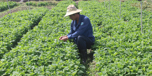 Lâm Đồng: Chàng kỹ sư điện bỏ nghề về trồng rau thu trăm triệu đồng mỗi tháng