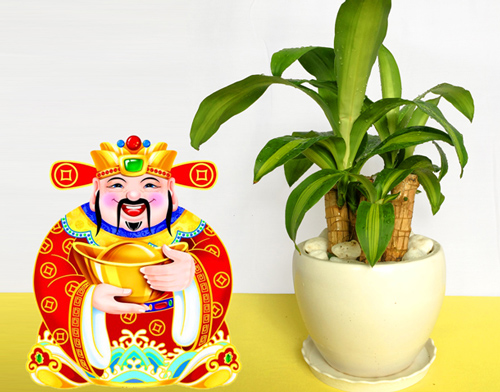 Đặt ngay 5 loại cây này trong nhà để thần Tài "ưng lòng vừa ý" ban phát tài lộc, rung đùi cũng có tiền