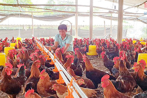 Lai Châu: Bình Lư chuyển đổi chăn nuôi