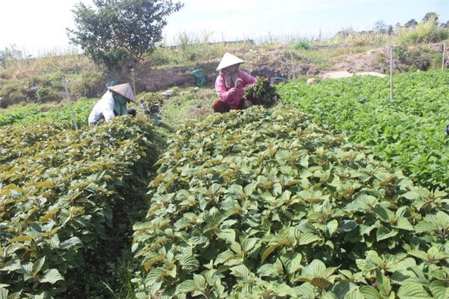 Ngoài việc mang lại thu nhập cao cho gia đình, vườn rau của vợ chồng anh Minh còn tạo công ăn việc làm cho nhiều lao động ở địa phương