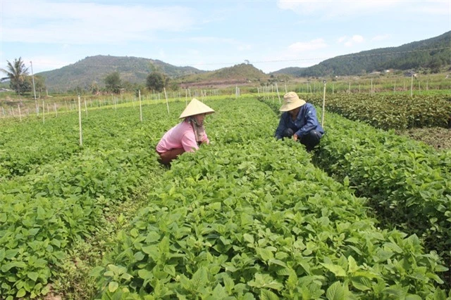 Nhờ chăm sóc đúng kỹ thuật vườn rau xanh tốt của anh Minh mỗi ngày thu về hơn 4 triệu đồng