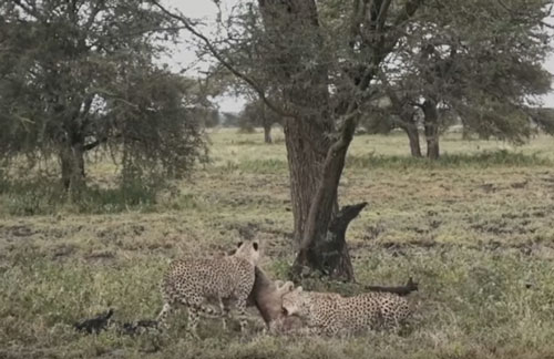 CLIP: Linh dương non lao đầu "vào miệng" báo săn