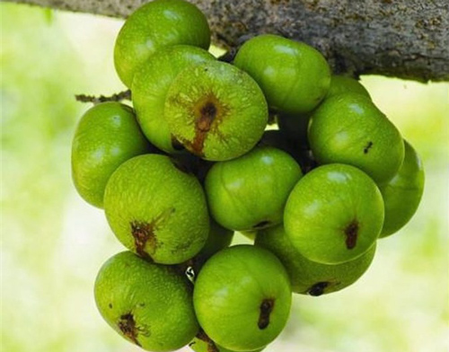 7 công dụng tuyệt vời của quả sung, bà bầu đừng bỏ lỡ