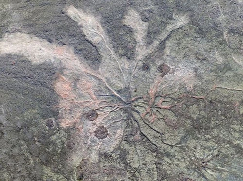 Hình ảnh mạng lưới khu rừng hoá thạch cổ đại mới được phát hiện.