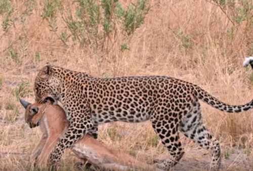 CLIP: Báo hoa mai đoạt mạng linh liêu tai đen trong "chớp mắt"