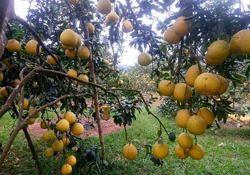 Thanh Hóa: Giảm nghèo nhanh và bền vững ở Thường Xuân