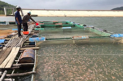 B&#xEC;nh &#x110;&#x1ECB;nh: Ph&#xE1;t tri&#x1EC3;n kinh t&#x1EBF;, gi&#x1EA3;m ngh&#xE8;o t&#x1EA1;i V&#x129;nh Th&#x1EA1;nh
