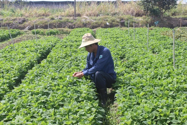 Anh Minh đang chăm sóc vườn rau thơm của gia đình