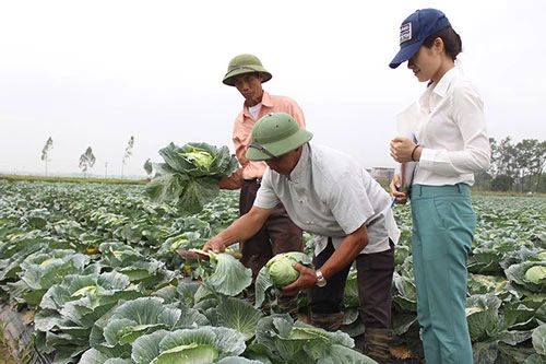 Các HTX có vai trò quan trọng trong phát triển sản xuất an toàn