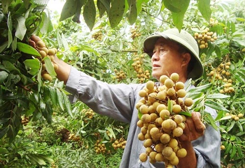 Hưng Yên đang thúc đẩy trồng cây ăn quả