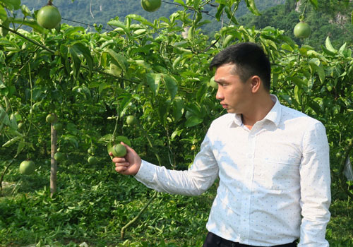 Anh Bùi Thanh Sơn, Giám đốc HTX nông nghiệp xanh Kim Bôi kiểm tra vườn chanh leo vào mùa thu hoạch.