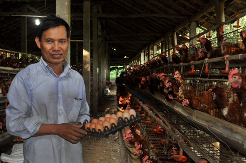 Quảng Nam: Nuôi gà đẻ trứng lãi hàng trăm triệu mỗi năm