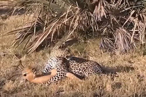 Khỉ đầu chó cứu linh dương thoát án tử ngoạn mục