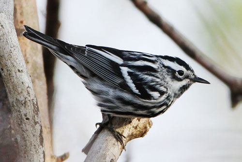 Điểm những loài chim chích tuyệt vời nhất ít người biết
