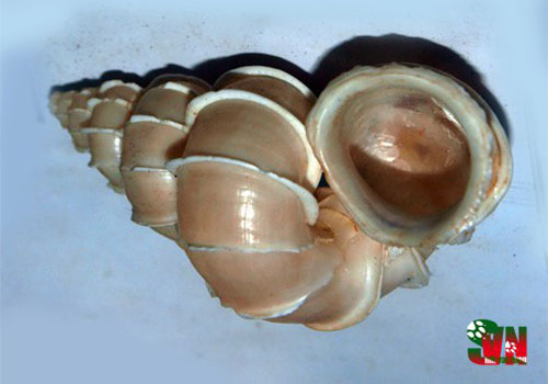 Kỳ thú về loài ốc xoắn vách đẹp tuyệt mỹ, quý hiếm ở Việt Nam