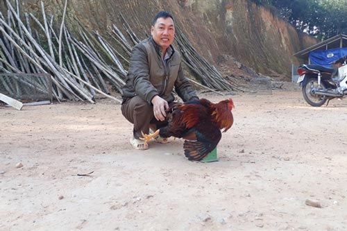 Thái Nguyên: Lão nông 'mát tay' nuôi gà trống thiến