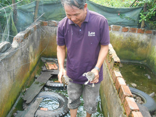 Quảng Nam: Thu hàng trăm triệu đồng nhờ nuôi ếch kết hợp ba ba trong bể lót bạt