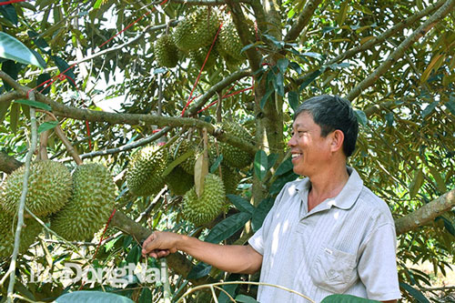 Đồng Nai: Tiên phong xây dựng vùng sầu riêng VietGAP