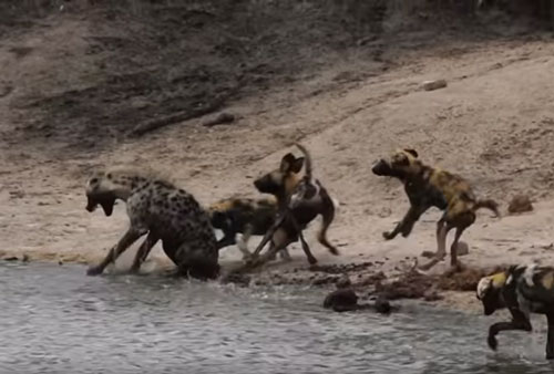 CLIP: Đi lạc vào lãnh thổ đàn chó hoang, linh cẩu "trả giá đắt"