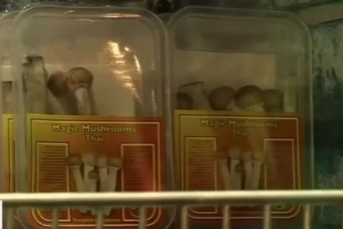 Sử dụng nấm gây ảo giác điều trị trầm cảm