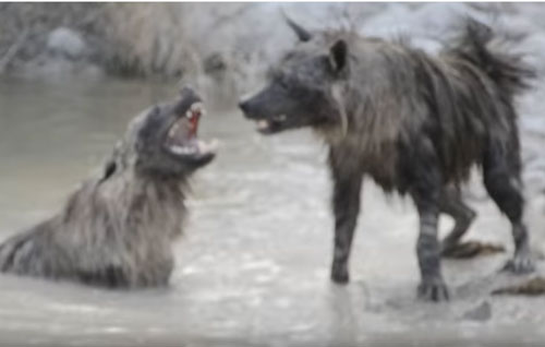 CLIP: 2 con linh cẩu nâu nội chiến đẫm máu