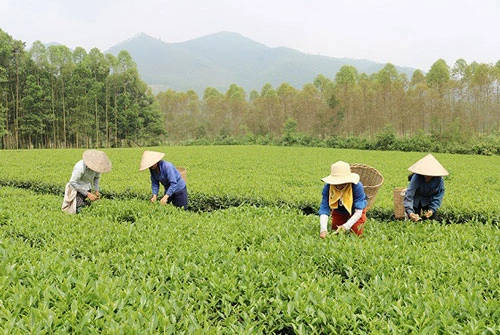 Làng nghề chế biến chè Đá Hen đã xây dựng được vùng nguyên liệu chè đảm bảo an toàn.  