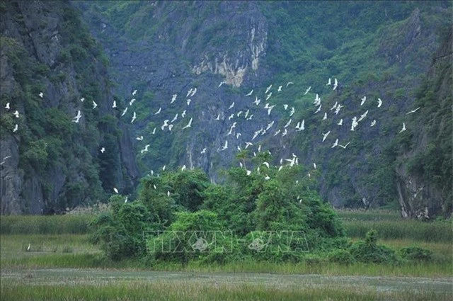 Mùa chim di trú trên đầm Vân Long, Ninh Bình - 1