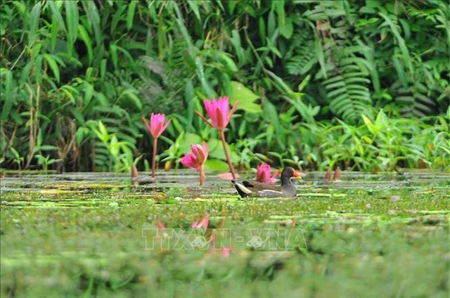 Mùa chim di trú trên đầm Vân Long, Ninh Bình - 2