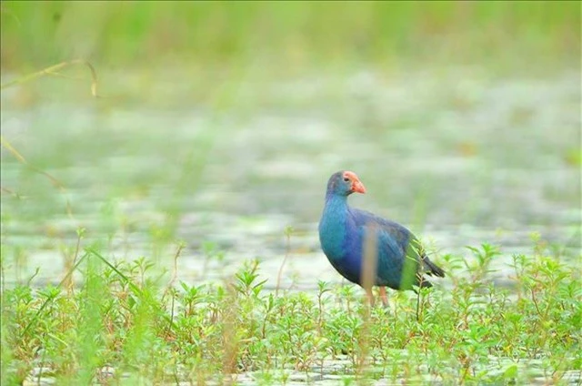 Mùa chim di trú trên đầm Vân Long, Ninh Bình - 4