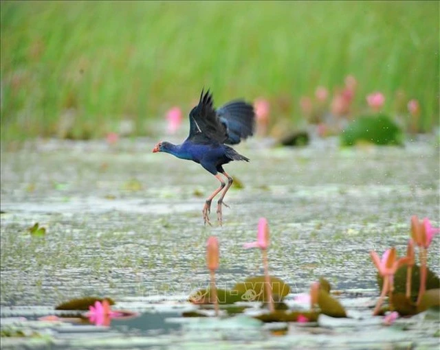 Mùa chim di trú trên đầm Vân Long, Ninh Bình - 5