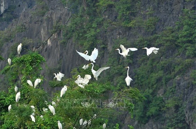 Mùa chim di trú trên đầm Vân Long, Ninh Bình - 6