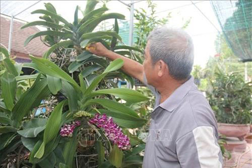 Làm giàu từ trồng hoa lan ở Bà Rịa - Vũng Tàu