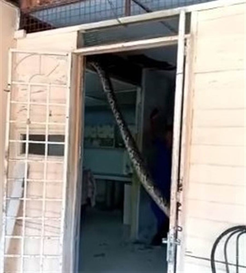 Chủ nhà mở cửa, điếng người thấy cảnh trăn khổng lồ "làm loạn"