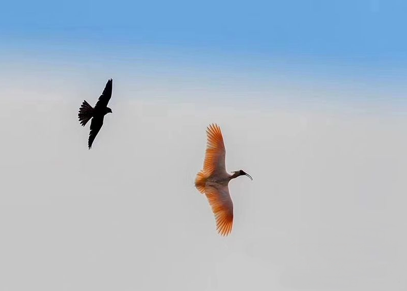 Cò quăm mào đỏ xuất hiện, "quốc bảo đại chiến" bùng nổ