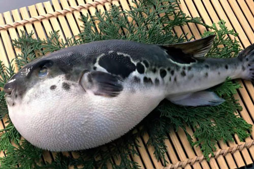 Vụ 6 người ngộ độc cá nóc ở Quảng Nam: 1 người tử vong, 1 người nguy kịch