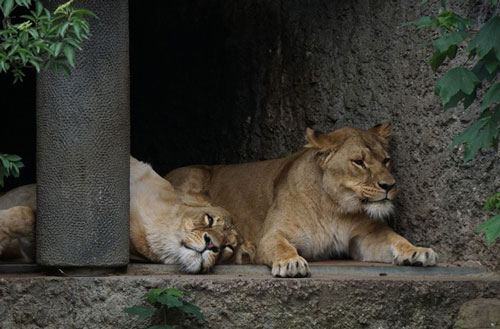 Chàng trai vào chuồng nằm với sư tử vì lý do bất ngờ