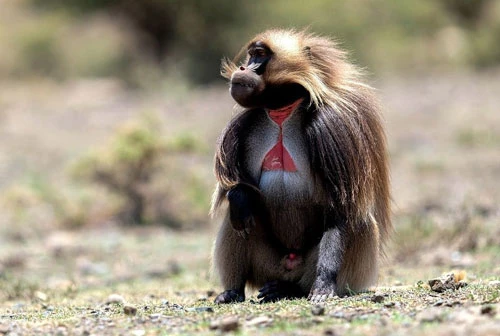 Trên cao nguyên rộng lớn ở Ethiopia, bạn luôn có cơ hội nhìn thấy những nhóm linh trưởng có ngoại hình vô cùng kỳ lạ. Loài linh trưởng này có ngoại hình giống như loài khỉ đầu chó, thế nhưng khi nhìn kỹ hơn, ngực của chúng có một mảng đỏ tươi, giống như một bông hoa đang nở, hoặc như một số người nói, giống như một trái tim luôn rỉ máu.