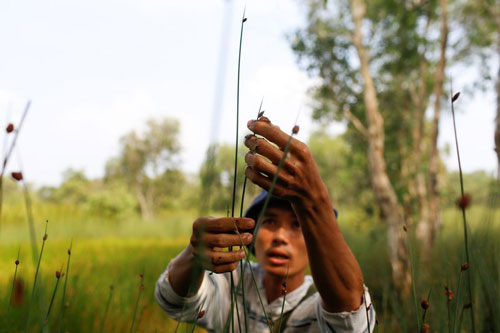 Anh Trần Minh Tiến thu gom cỏ bàng để làm ống hút tại một cánh đồng ở tỉnh Long An. (Ảnh: Reuters)