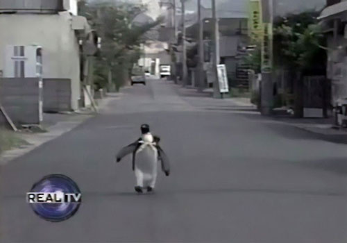 "Sửng sốt" cảnh chim cánh cụt biết tự đi "mua cá" cho mình