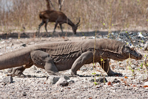 Điểm danh các loài bò sát thống trị thế giới động vật