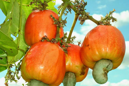 Loài cây "ngược đời" ở Việt Nam có hột ở ngoài quả