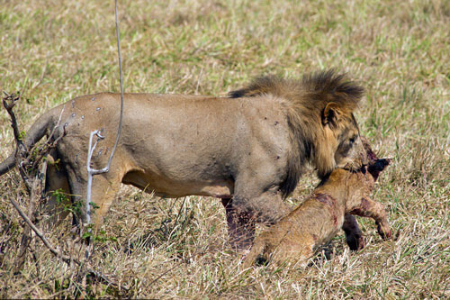"Rợn tóc gáy" trước cảnh sư tử cái bị đồng loại ăn thịt