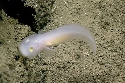 Chấn động phát hiện cá ma cực hiếm dưới đáy sâu đại dương