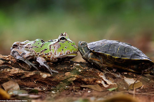 Ếch lười biếng "đòi" cưỡi lưng rùa và cái kết đắng